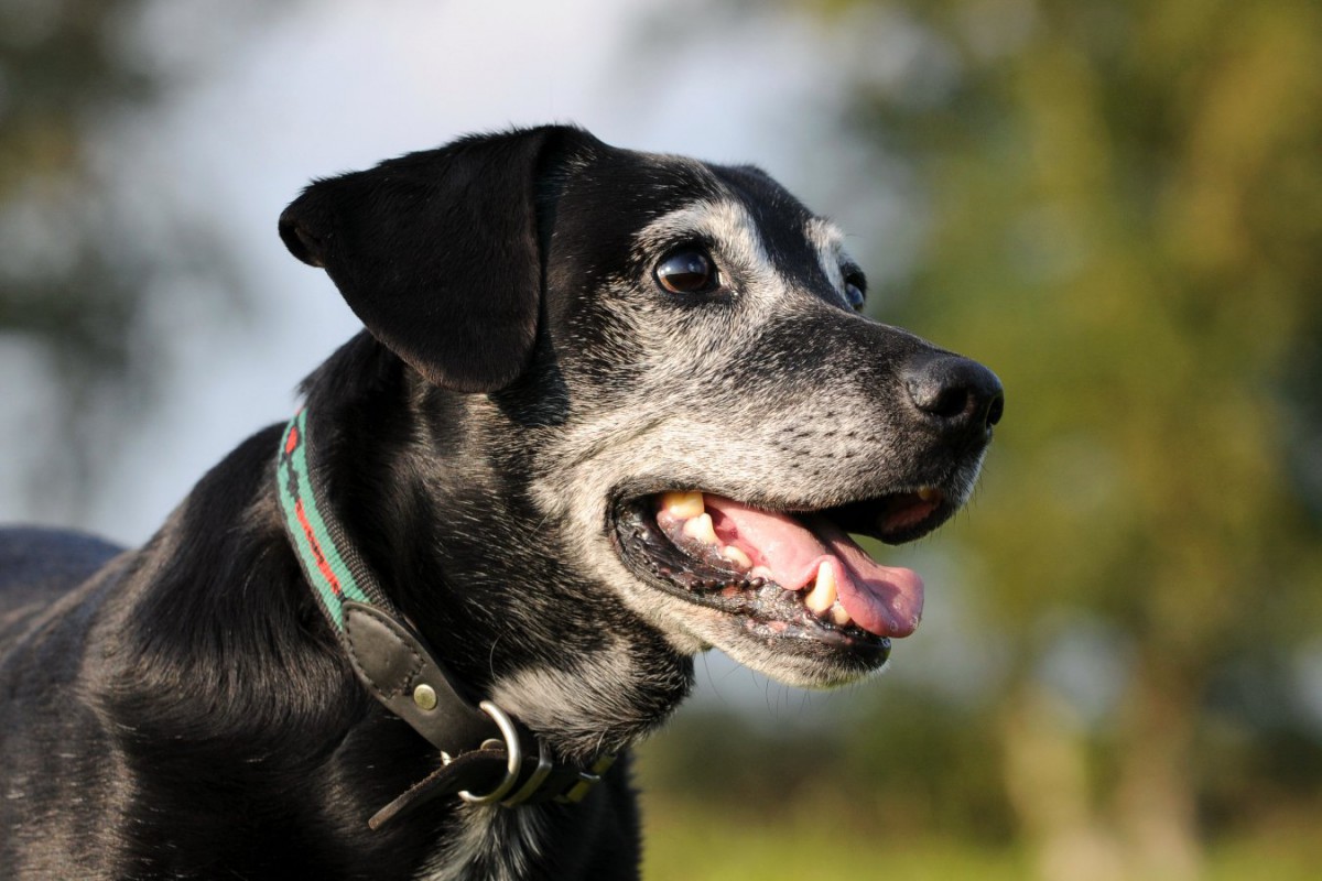 犬の年齢を「認知と行動」の面で人間年齢に換算する研究結果