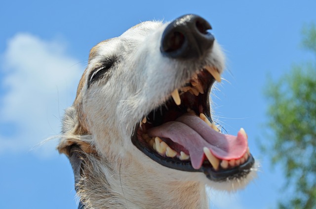 デンタルケアが逆効果？愛犬の歯の破折に注意！