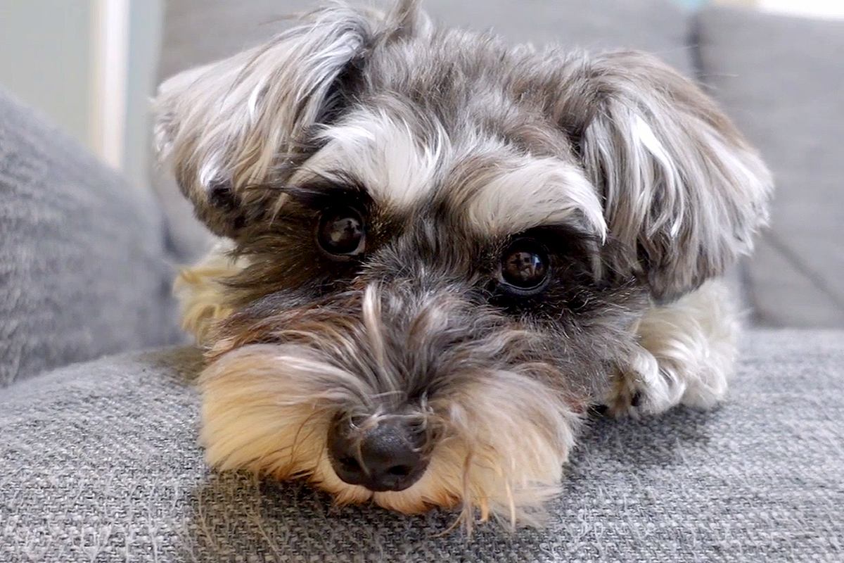 パパと犬の留守番をモニタリング→外出中のママに会いたがって…違いすぎる態度と『再会の瞬間』に反響「可愛い」「パパ相手にしてもらえないｗ」