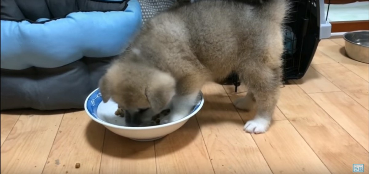 子犬がご飯を食べている動画の破壊力が抜群すぎる