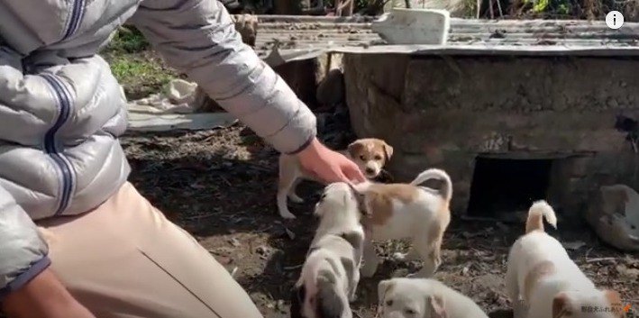 【野良犬支援】なんて幸せな光景♡８匹の野良子犬たちとお近づきに…♪