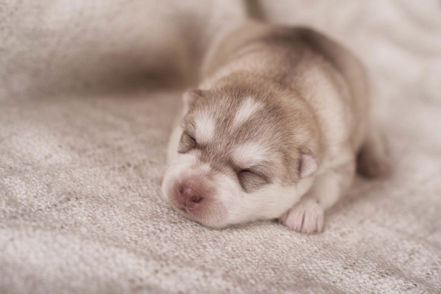 560万円で愛犬のクローン！あなたならどうしますか？