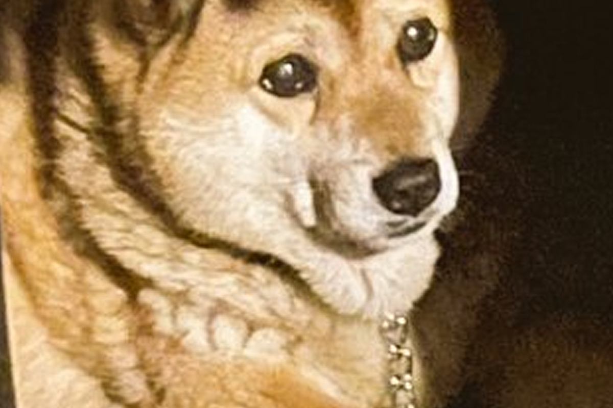 犬の頭に『影が落ちた』結果→まさかのドレッドヘアー？『前髪』ができてしまう光景に3万いいね集まる「素敵ｗｗ」「なんか乗っけてるのかと」