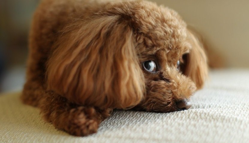 犬が『楽しくない』と感じている時にする仕草や態度５選