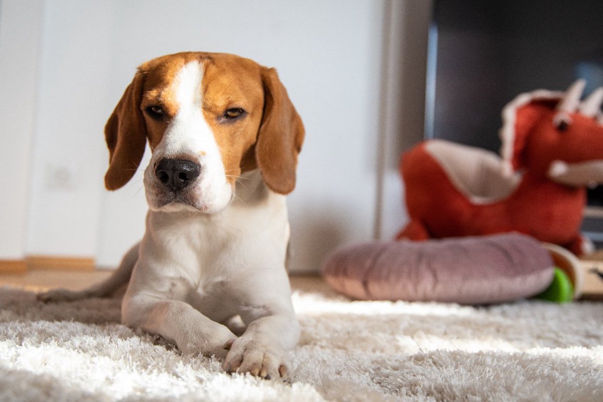 愛犬が強い不安を感じている『飼い主の行動』5選　ココロに負担がかかるNG行為や絶対にすべきケアや対策とは