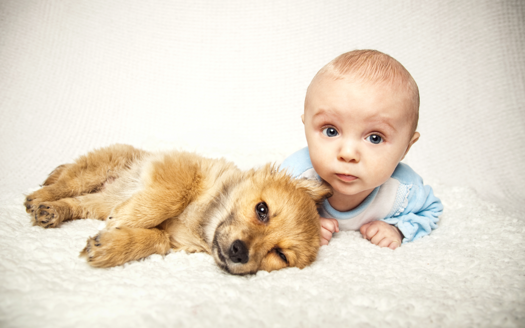 犬にもある"赤ちゃん返り"！５つの症状と４つの原因