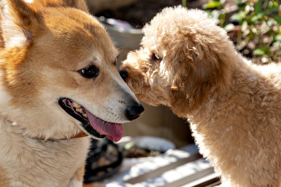 犬同士が見つめ合ってる時の心理４選