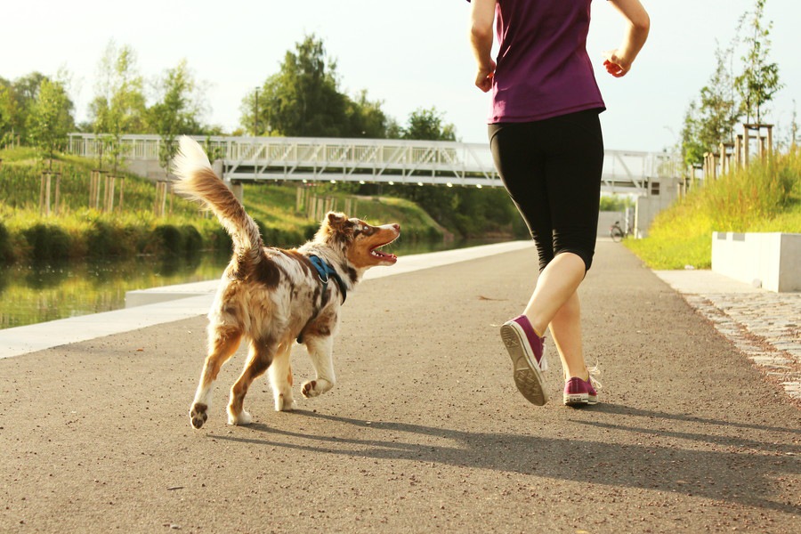 愛犬と一緒にできるスポーツ４選 