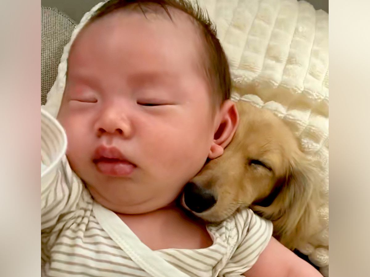 寝ている赤ちゃんに『どうしてもくっついていたい』と離れない犬…あまりにも尊い光景が190万再生「心地良いんだろうな」「可愛すぎる」と絶賛
