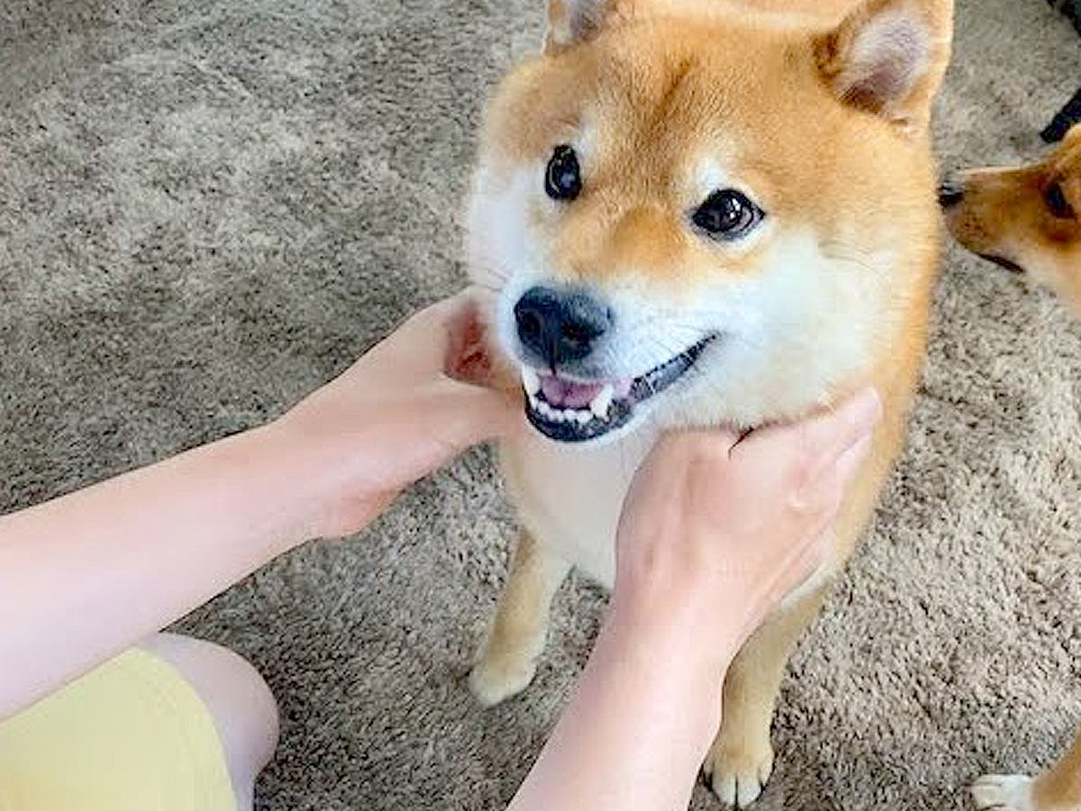 柴犬に『ある言葉』を言ってみると…なぜか巻き起こる"現象"が可愛すぎると210万再生「たまらん」「神様ありがとう」悶絶の声続々