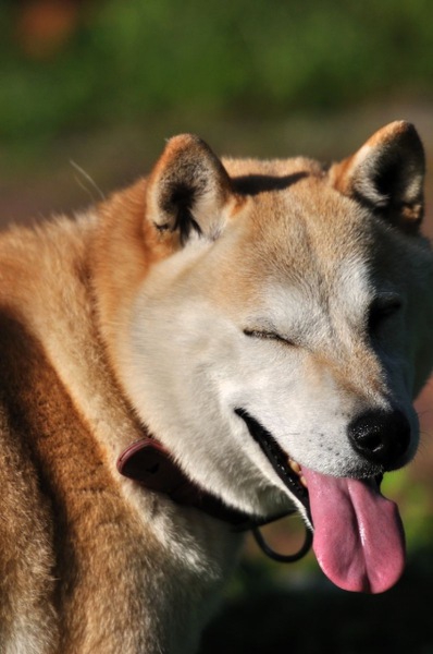 犬と私の十戒　飼い主として私が誓った言葉