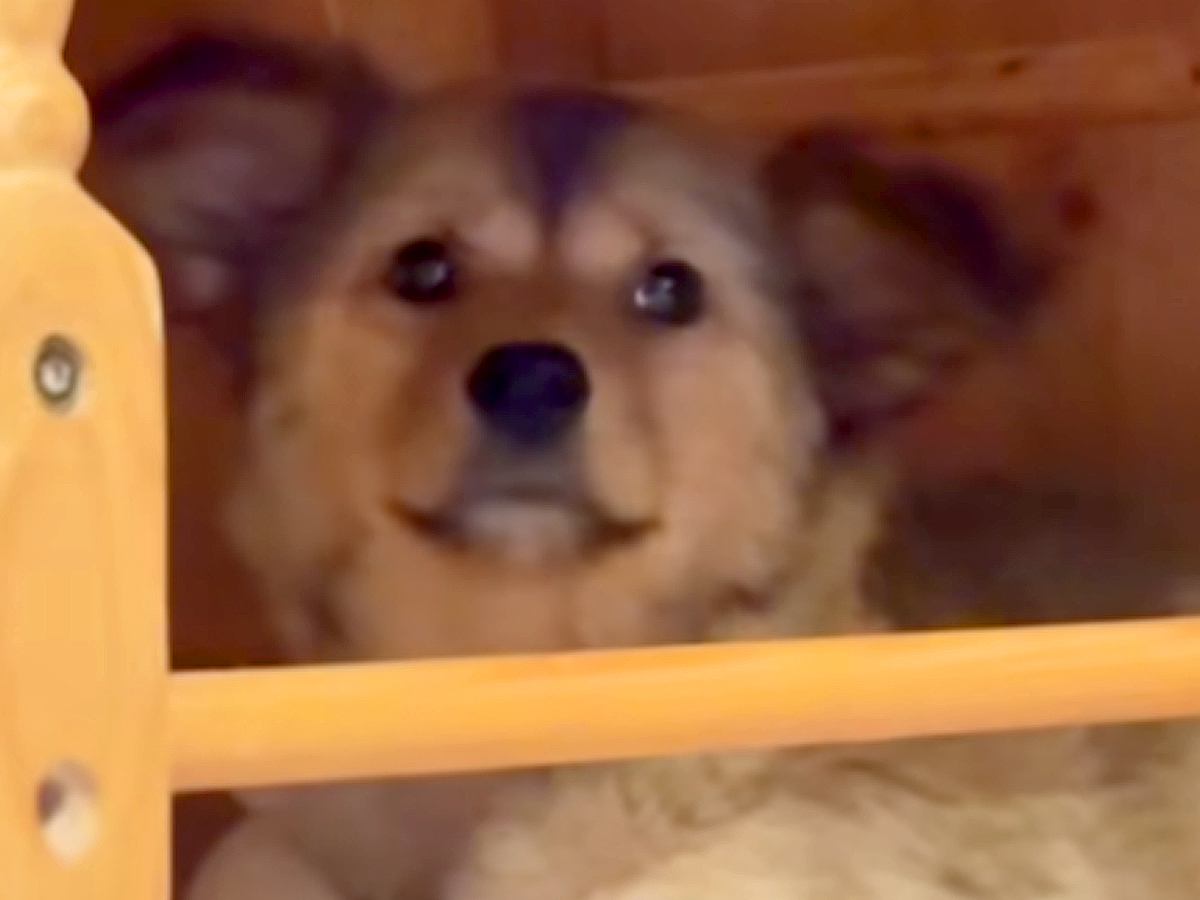 『元野犬の赤ちゃん』をお迎え→不安そうな顔をしていて…１ヶ月半後『まるで違う犬のような変化』が50万再生「幸せ確定」「沢山笑ってね」