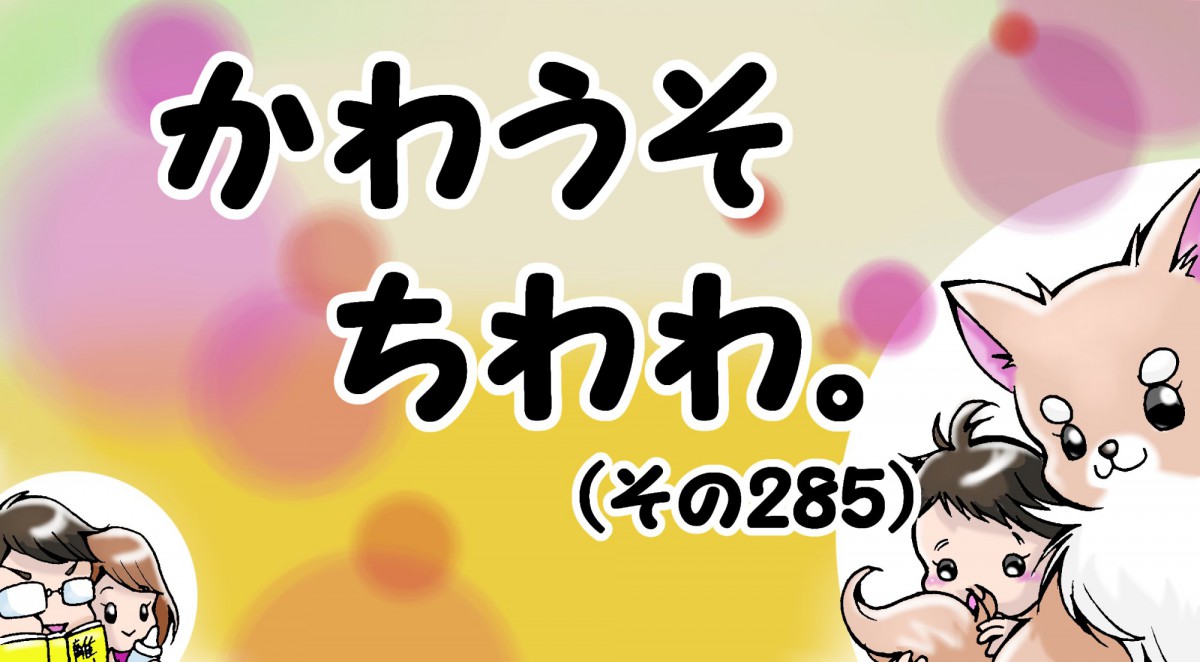 かわうそちわわ。【その285】「お留守番ご飯豪華過ぎ問題」