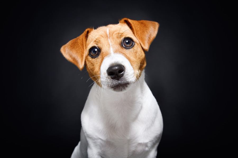 『安易に飼ってはいけない』犬種5選　飼育が難しいとされる理由や必要な覚悟まで