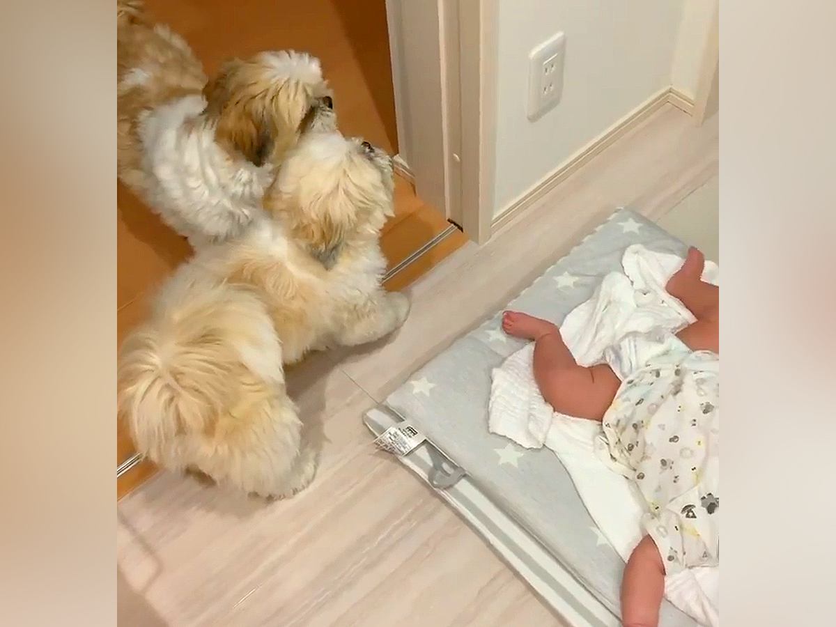 赤ちゃんがいきなり号泣→2匹の小型犬が一緒になって…尊すぎる光景に「オドオドしてて可愛い」「なんて微笑ましい光景」と11万再生