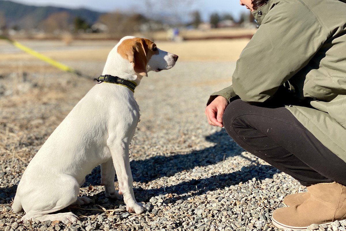 犬が『初めて会った人』にみせる行動４つ　仲良くなるための秘訣や注意すべきことをご紹介