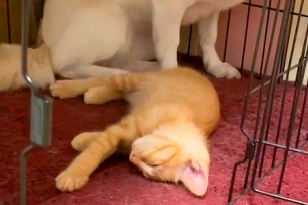 子猫に自分のお部屋を取られてしまった犬→『私の場所なのに』と戸惑って…なんとも言えない『表情』が11万再生「目で訴えてて草」「顔ｗｗ」