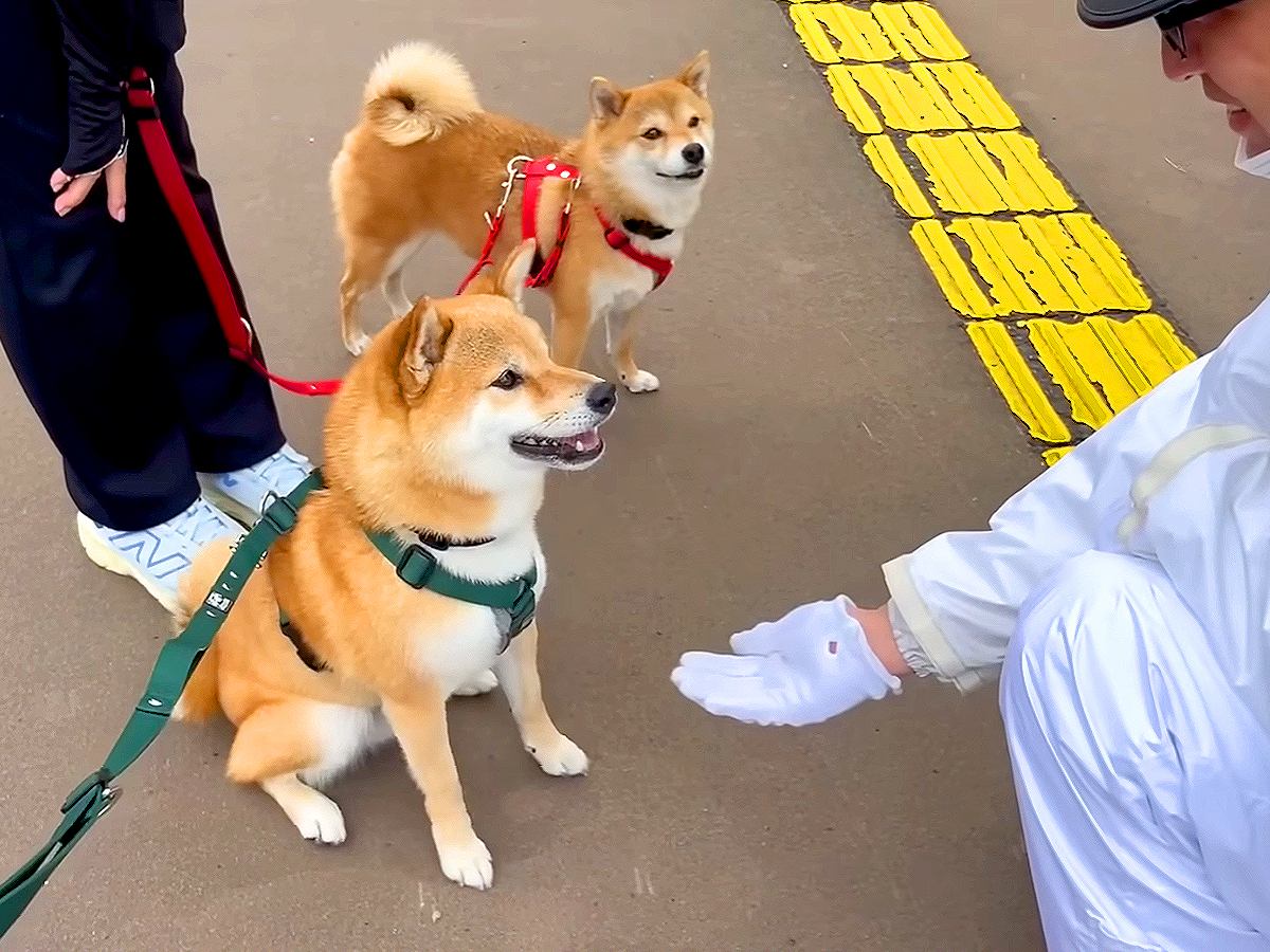 『公務執行妨害で逮捕…？』犬がお散歩中、警察官に命令をされた結果…まさかの『喧嘩を売る姿』が面白過ぎると21万再生「挨拶が可愛いｗ」