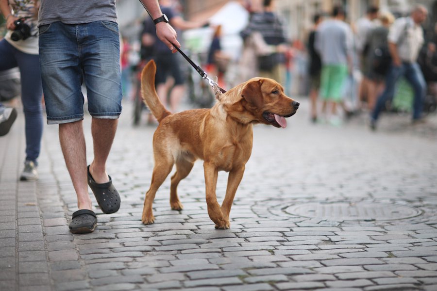 犬の散歩を人ごみの中でするリスク５つ