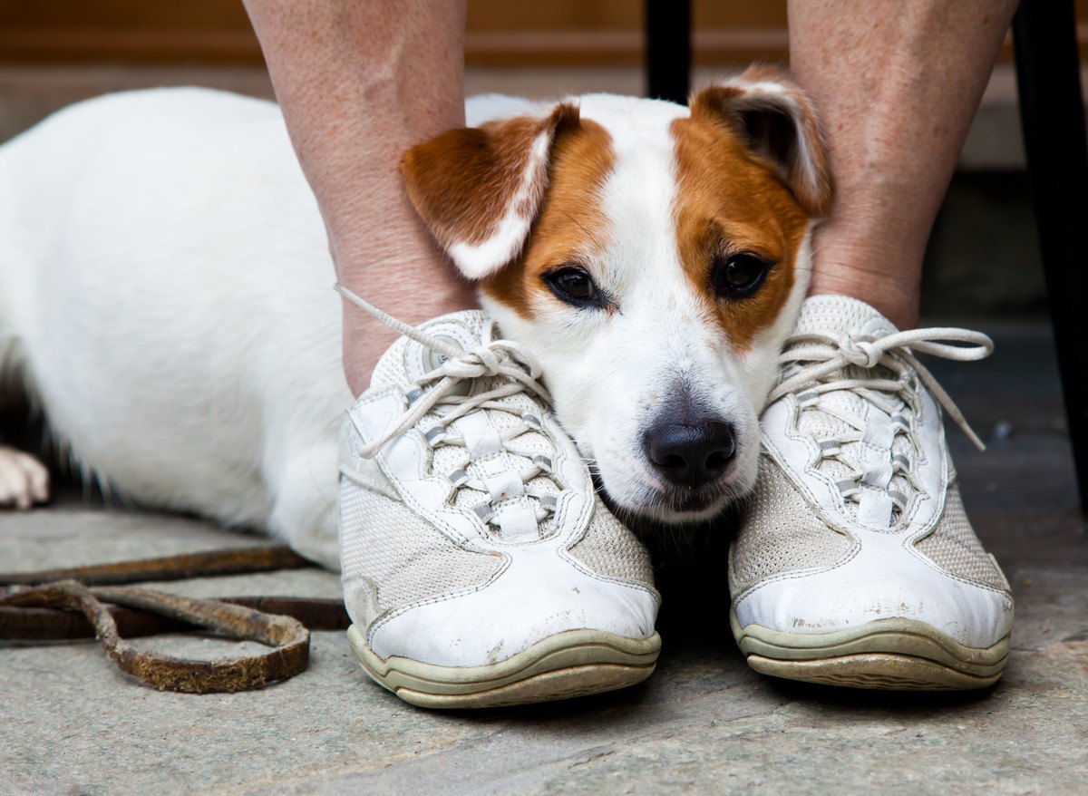 気づいてあげて！犬が『怯えている』時の仕草5選