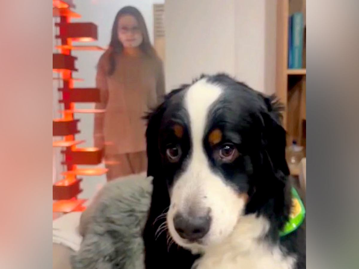 大型犬の背後に『マスクをしてこっそり忍び寄るドッキリ』をした結果…もはや人間？『コントのような反応』に爆笑「表情がｗ」「可愛い」と反響