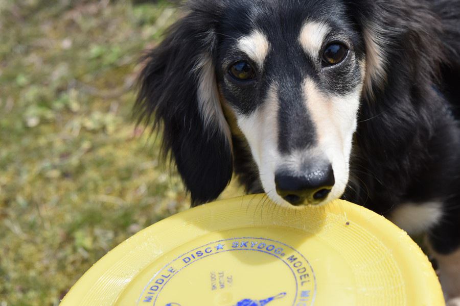 犬とフリスビーを楽しみたい！必要なしつけや練習法