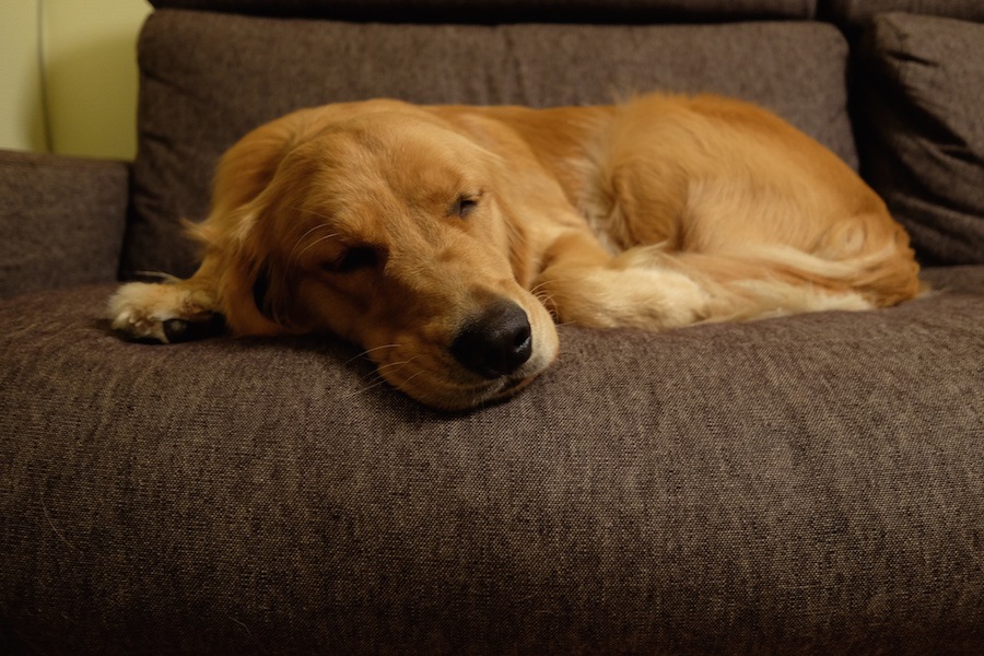 犬が落ち込んでしまう原因４つ