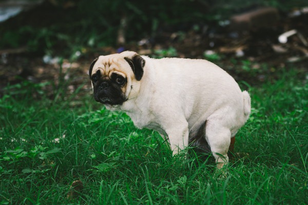 犬のうんちが黒い原因は？病気の場合の症状や対処法について解説