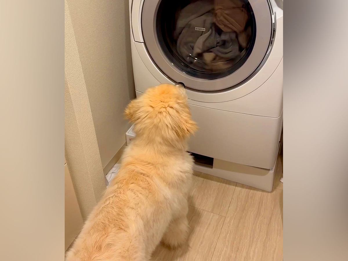 初めて家の中を歩き回った大型犬の赤ちゃん→洗濯機に興味津々で…可愛すぎる探検が100万再生「たまらん」「愛おしい後ろ姿」と悶絶の声
