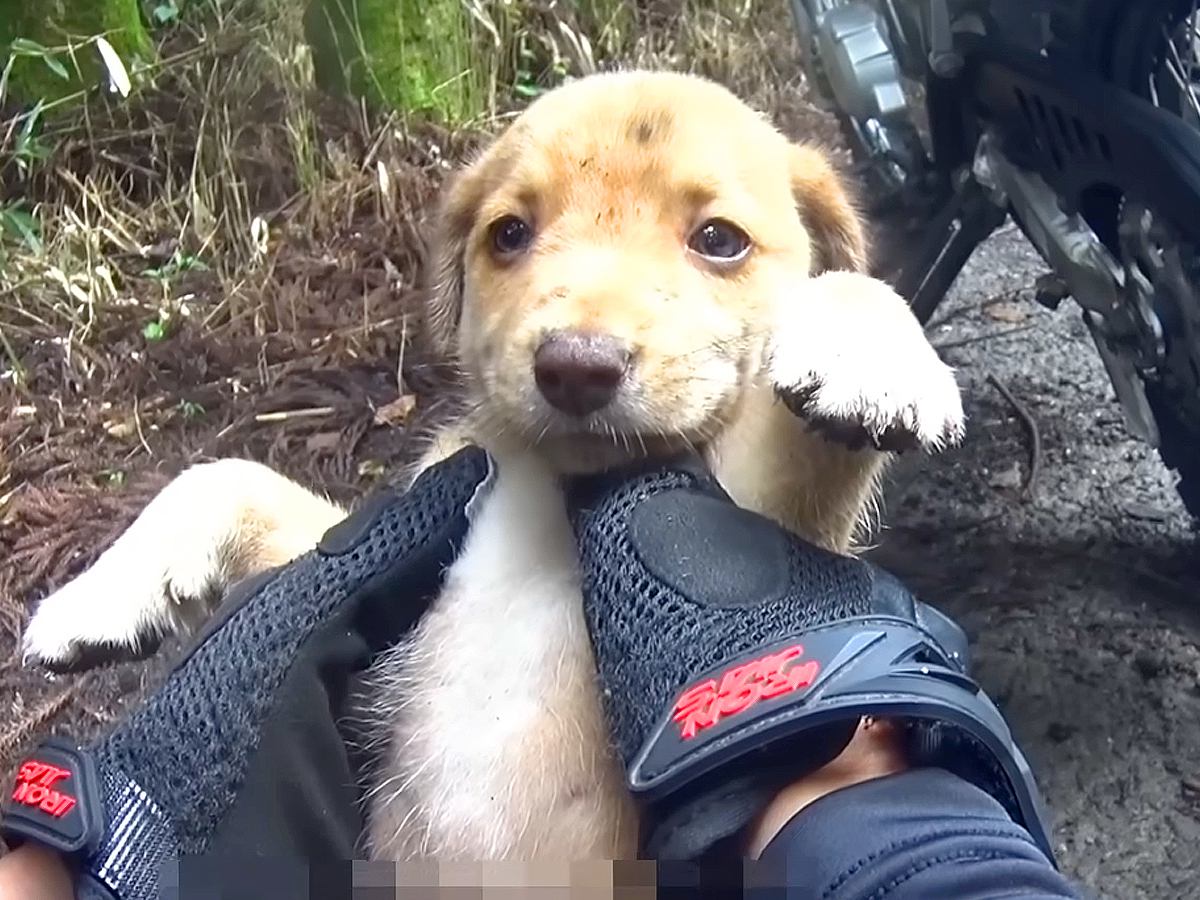 バイクで林を走行中に『捨てられた子犬』を発見…衝撃的な出会いと『まさかの展開』が838万再生「カッコよすぎ」「救ってくれてありがとう」