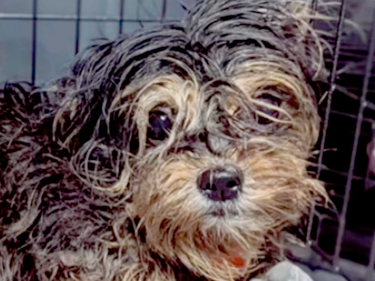 犬の多頭飼育崩壊でレスキュー→1匹が赤ちゃんを産んで…まさかの『家族としてお迎えする軌跡』に「胸が締め付けられる」「幸せに」の声