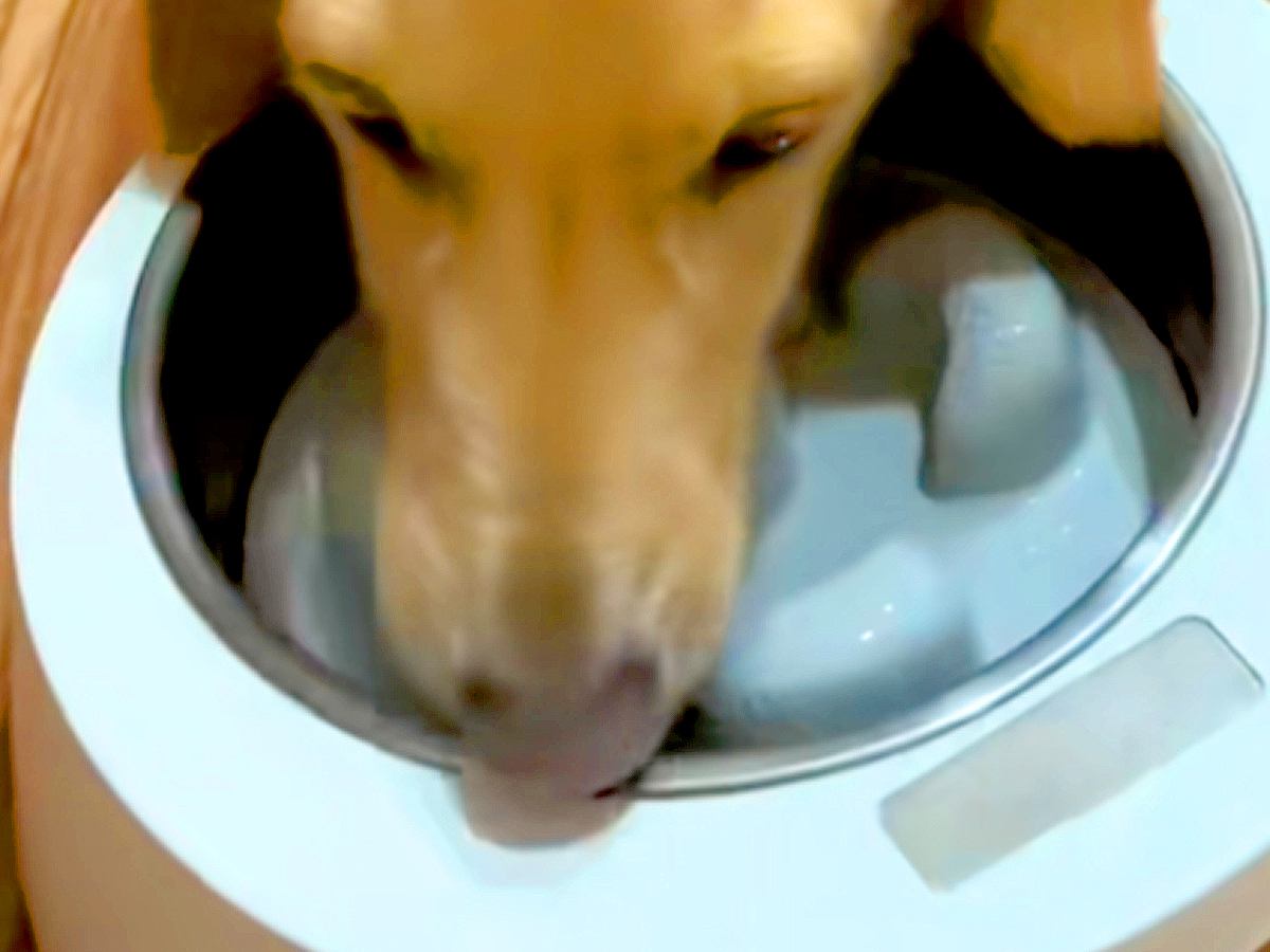 犬の『早食い防止用のお皿』を購入→使ってみた結果…思っていたのと違う『華麗すぎる外し方』が31万再生「スムーズで爆笑」「想像以上だったｗ」