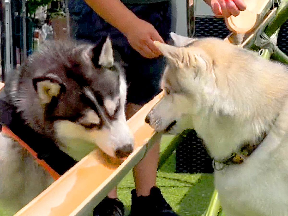 暑い日、大型犬たちと『流しそうめん』した結果…初めての経験で見せた反応が可愛いと190万再生「すごく楽しそうで最高」「イキイキしてる」