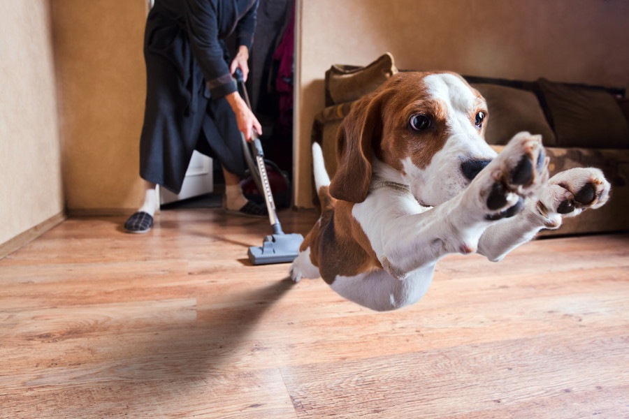 犬が『怖い』と感じやすい４つのモノ