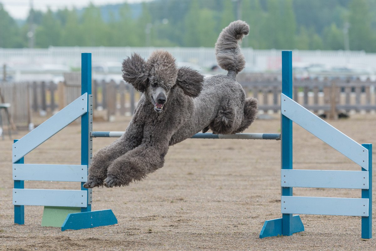 あまり知られていない『犬種ごとの仕事・役割』5選　特定の犬種が持つ驚きの能力とは？