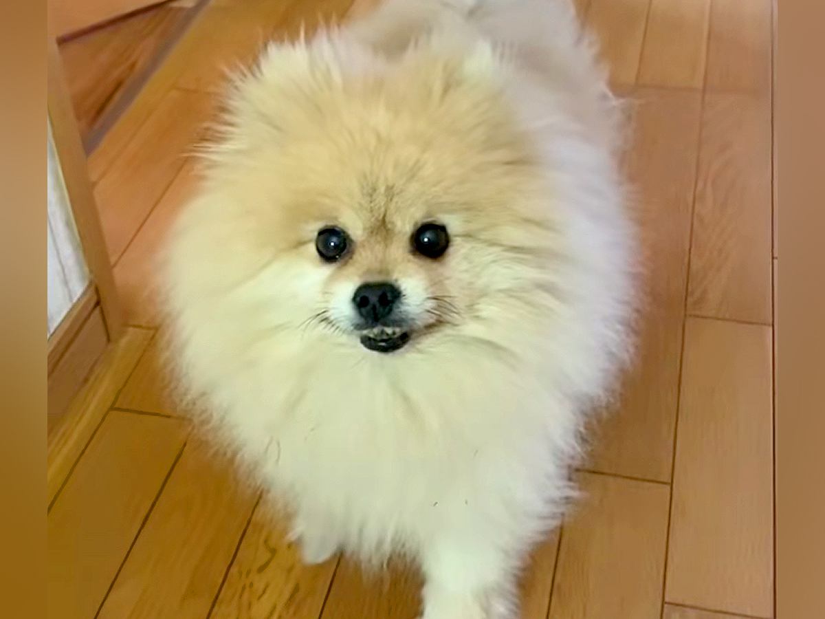 出かける前、犬に『だる絡み』してみた結果…思った以上に『辛辣な態度』と『悲しすぎる結末』が325万再生「笑い止まらんｗｗ」と爆笑の声