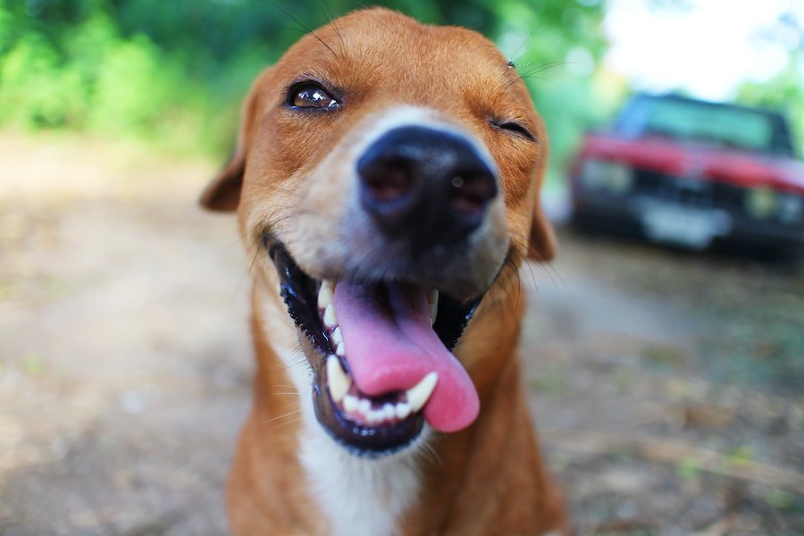 愛犬はしてる？犬がよくしている『おちゃめな行動』４選