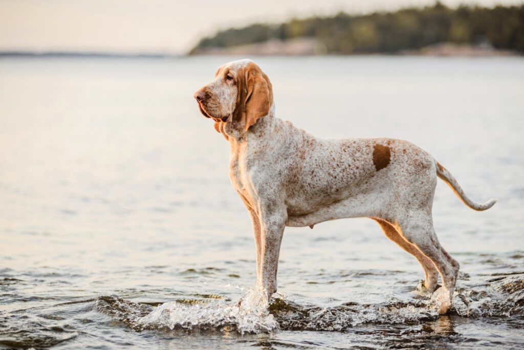 【獣医師監修】イタリアン・ポインティング・ドッグってどんな犬種？特徴と性格や飼い方・価格相場まで解説