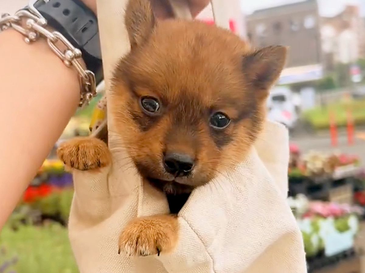 たった800グラムの子犬→『豆柴サイズかな』と思っていたら…まさかの成長を遂げた『現在の光景』に驚き「甲斐犬が勝ったｗ」「可愛すぎ」と反響