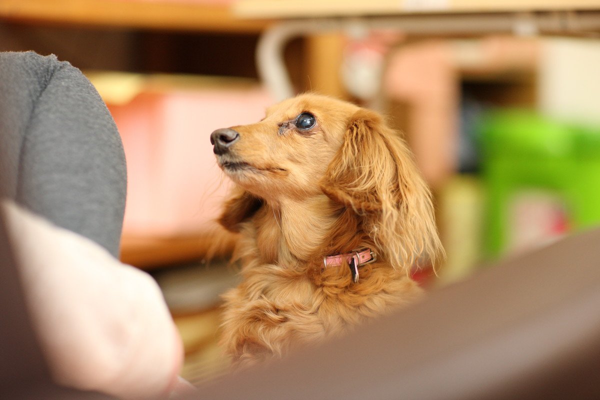 犬が『ク～ン』と鳴く心理4選　放っておいても大丈夫？飼い主の適切な対応方法まで