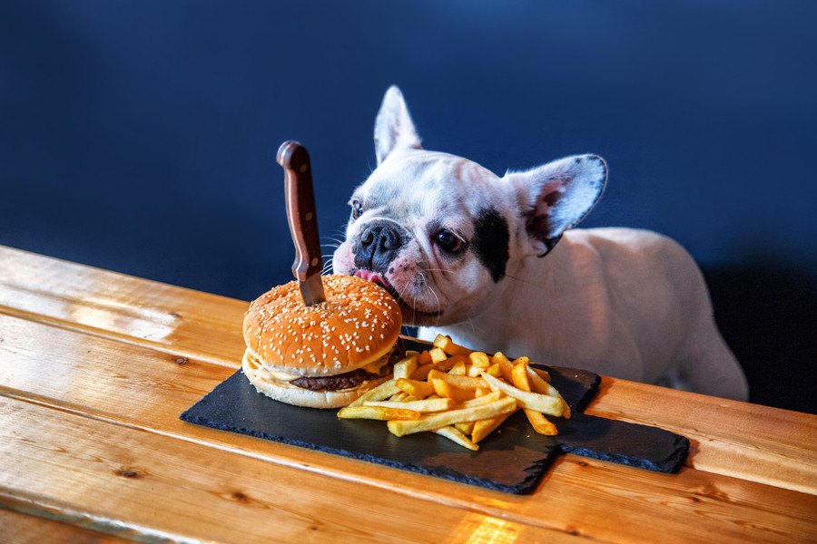 ダメだよ！犬が人の食べ物を欲しがる心理と対処法