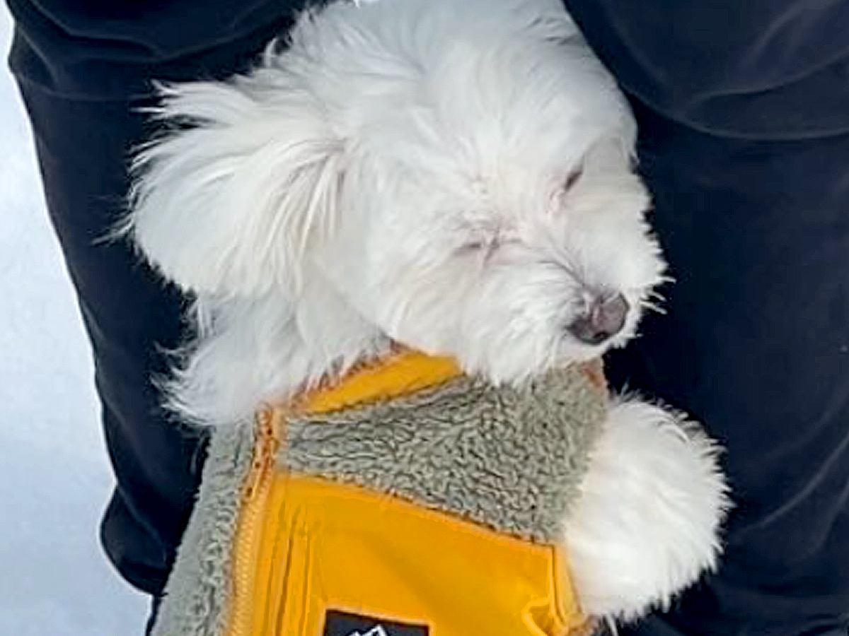 慣れないドッグランに来た犬→想像以上にビビり倒してしまい...思わず応援したくなる『必死すぎる行動』が76万再生「しがみつくの可愛いｗ」