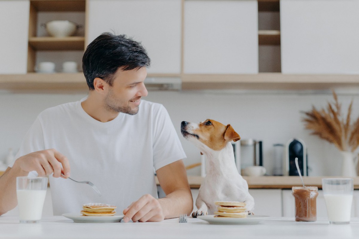 犬を人間と同様に扱ってはいけない理由5選！起こりうるリスクとは