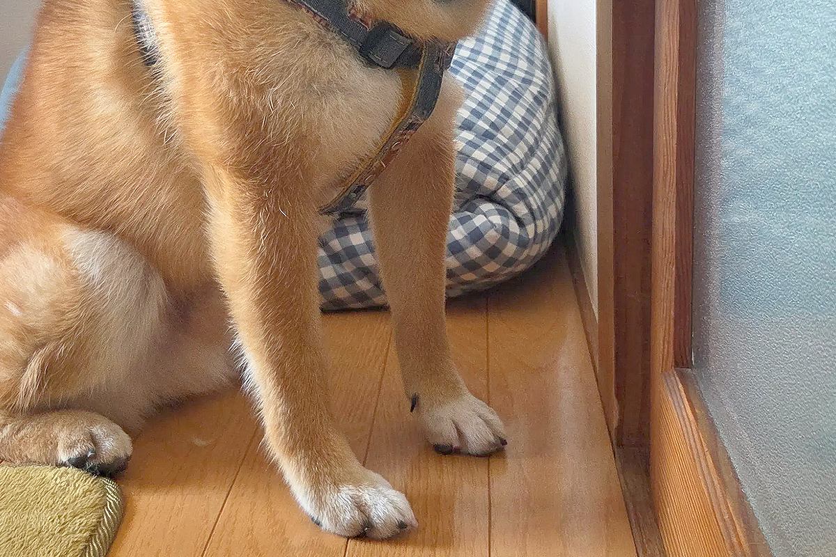 自宅のトイレが壊れ『修理業者を呼んだ』結果→犬が『ちゃんとやっているか』と見つめて…仕事にならない光景に反響「見張り番ｗ」「相当な圧」