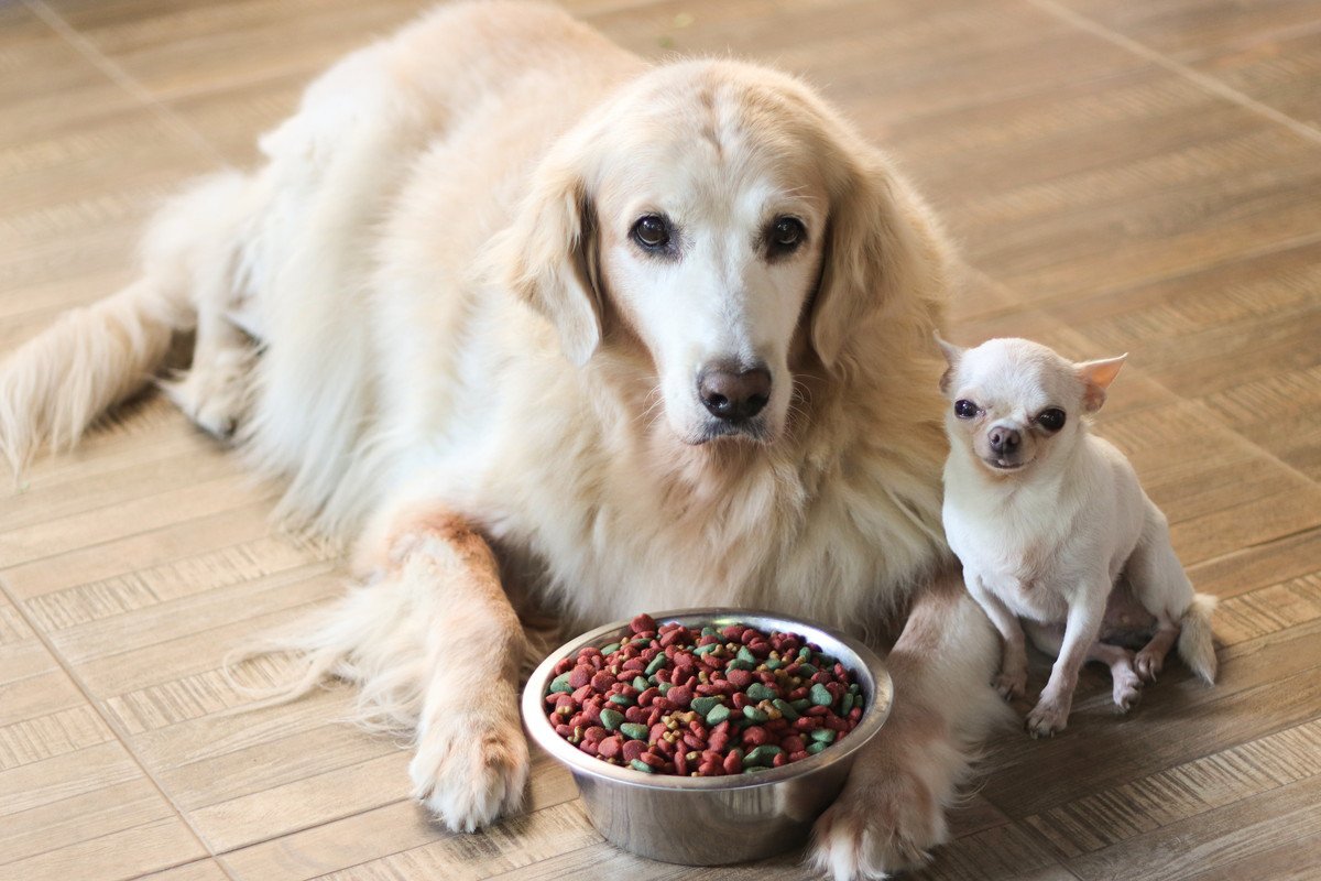 小型犬と大型犬の暮らしはどう違う？必要な散歩量やご飯はどれくらい？