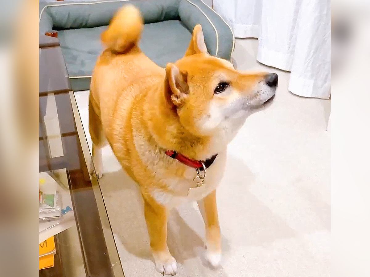 犬に"おじいちゃんが映るビデオ"見せた結果…『なんで出てこないの！』テレビにした切なすぎる行動が224万再生「涙出る」「感動しました」