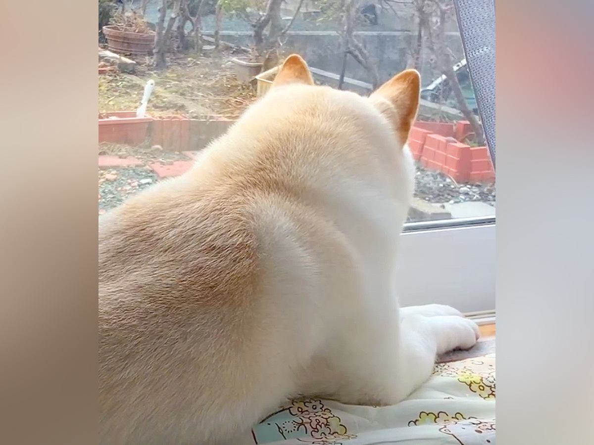 実家を出た兄を探し回る犬→寂しそうな様子を伝えると…サプライズ帰省で見せた『再会の光景』に涙が止まらないと54万再生「泣けた」「感動」の声