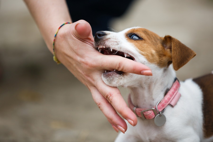 『犬が苦手な理由』５つ