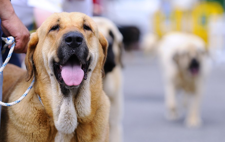 国によって違うって知ってた？世界の犬の鳴き声の表現について