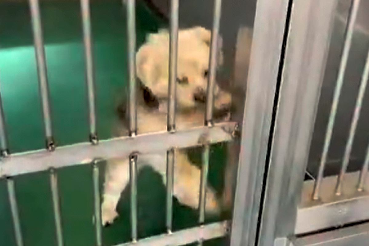 『助けて』と必死にもがく、捨てられた12歳の老犬→体もボロボロになっていて…2年後の『現在』が15万再生「幸せな顔」「表情が違いすぎる」